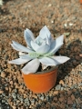 Echeveria cante