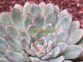 Conchita agavoides