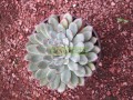 Conchita agavoides