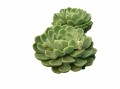 Conchita glauca