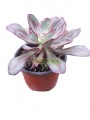 Conchita Nodulosa