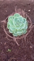 Echeveria lima limón