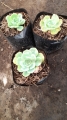 Echeveria lima limón