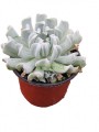 Echeveria runyonii