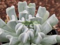 Echeveria runyonii