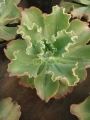Echeveria shaviana