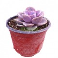 Echeveria Perla de Nuremberg