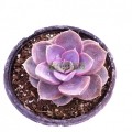 Echeveria Perla de Nuremberg