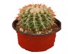 Equinocactus grusoni