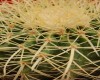 Equinocactus grusoni