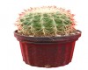 Equinocactus grusoni