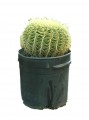 Equinocactus grusoni