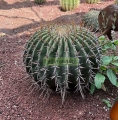 Biznaga burra