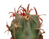 Equinocactus polycephalus