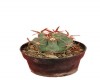 Equinocactus polycephalus