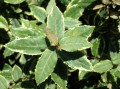 Eleagnus variegato