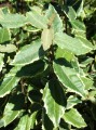 Eleagnus variegato