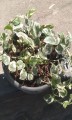 Pothos Panda