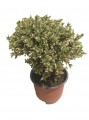 Eugenia Variegata