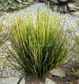 Euphorbia Candelilla