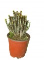 Euphorbia Asurius