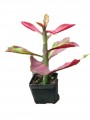 Euforbia Granti