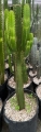 Euphorbia ingens
