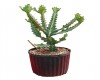 Euphorbia Lactea
