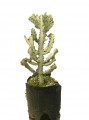 Euphorbia Lactea Blanca