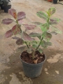 Lechero Africano
