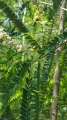 Palo Dulce