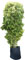 Ficus 'Reginald'