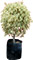 Ficus 'Starlight'