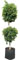 Ficus 'Starlight'