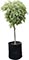 Ficus 'Starlight'