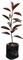 Hule Cabernet