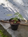 Aralia japonésa