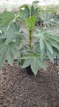Aralia japonésa