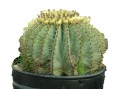 Ferocactus glaucescens 
