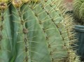 Ferocactus glaucescens 