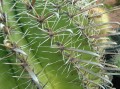 Ferocactus herrerae 