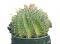 Ferocactus herrerae 