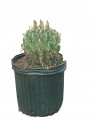 Ferocactus latispinus