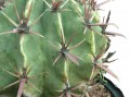 Ferocactus latispinus