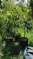 Ficus Alii