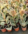 Hule Variegata tineke