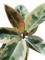 Hule Variegata tineke