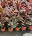 Hule Variegata Ruby