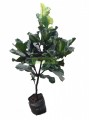 Ficus Pandurata