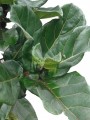 Ficus Pandurata